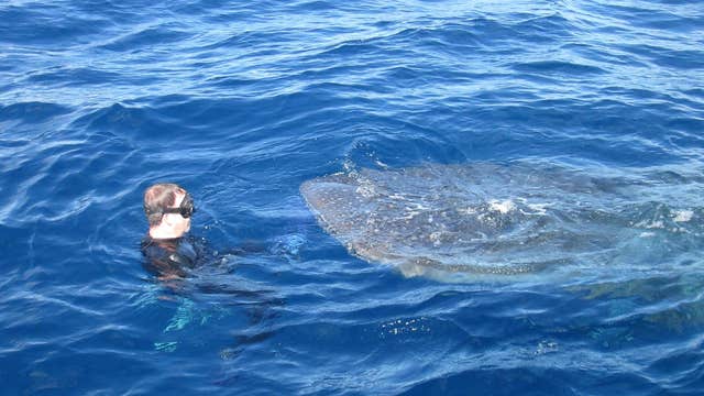 Divers swim with whale shark off coast of Florida