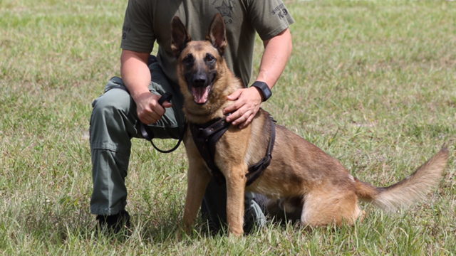 K-9 officer shot after being mistaken for coyote