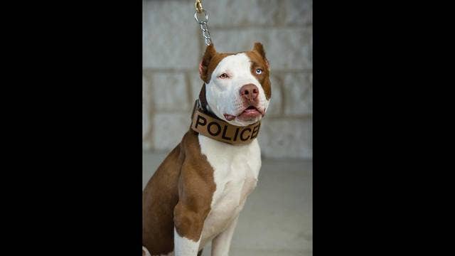Police department hopes pit bull K-9 will change perceptions of breed