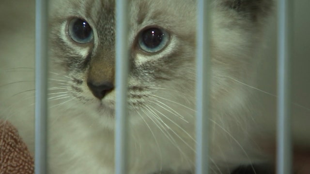 Pet shelters: Don't assume a litter of kittens is abandoned, or else it's 'kit-napping'