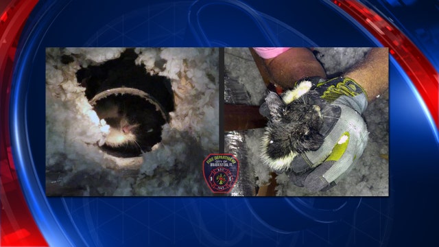 Firefighters rescue kitten from dryer vent