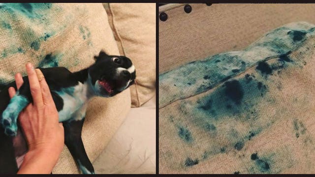 Boston Terrier pup winning hearts with hilarious photos of food coloring debacle
