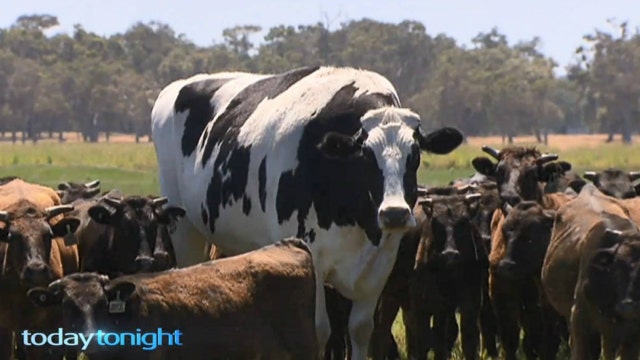Giant cow in Australia is actually real and going viral