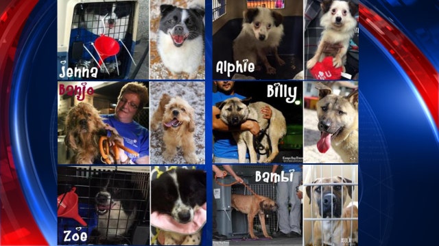 6 more Korean meat farm dogs up for adoption today