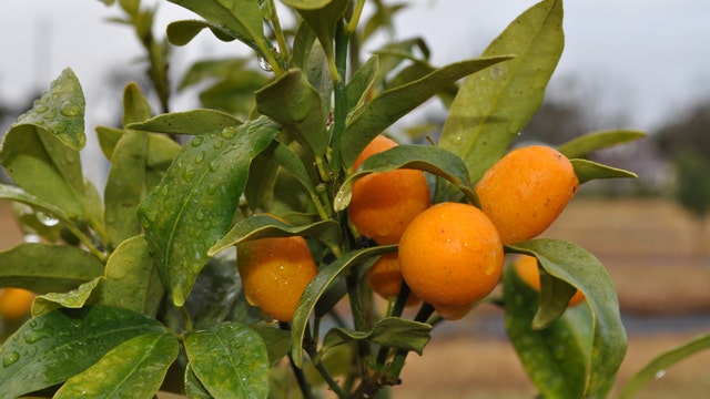 Kumquat Festival pays homage to tiny fruit with funny name