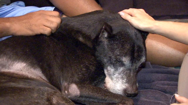 Veterinarian brings peace to pets, families with in-home euthanasia
