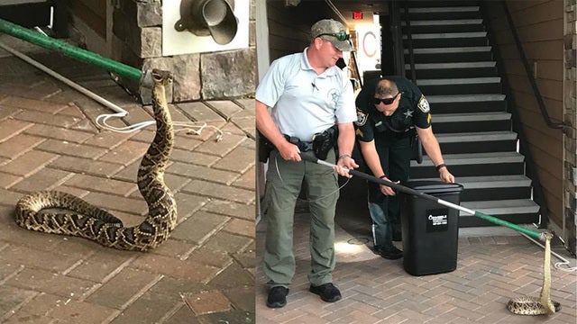 Manatee deputies wrangle snake at apartment complex