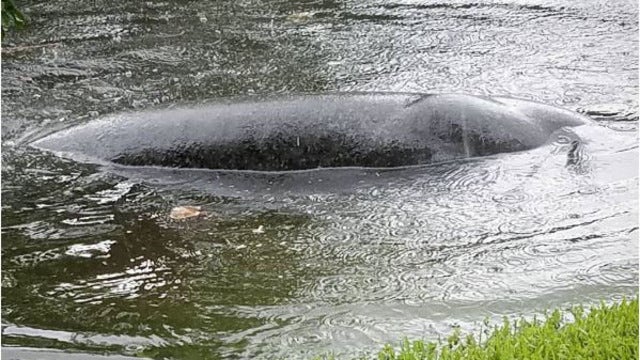 WATCH: Manatee travels over seawall, snacks on lawn