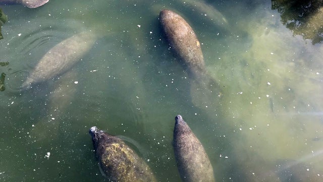 Manatee viewing center open in Apollo Beach
