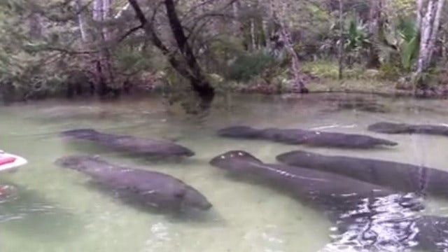 VIDEO: Paddleboarders passed by manatee swarm