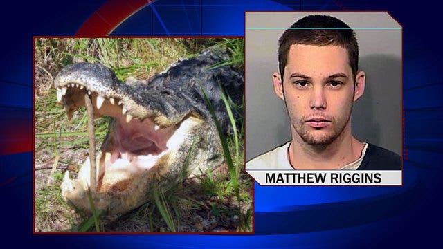 Deputies: Burglary suspect drowned as result of alligator attack
