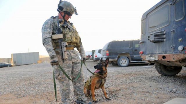 Combat dog who earned Bronze Stars in Iraq shot and killed in Wyoming