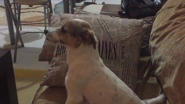 VIDEO: Horror movie gets the better of Jack Russell