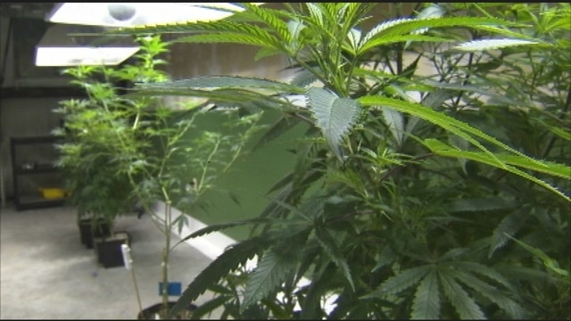 Florida's medical marijuana deal goes up in smoke