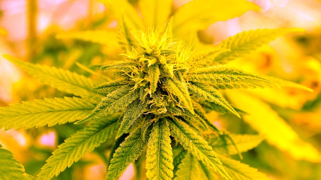 Justices order more arguments on medical marijuana law