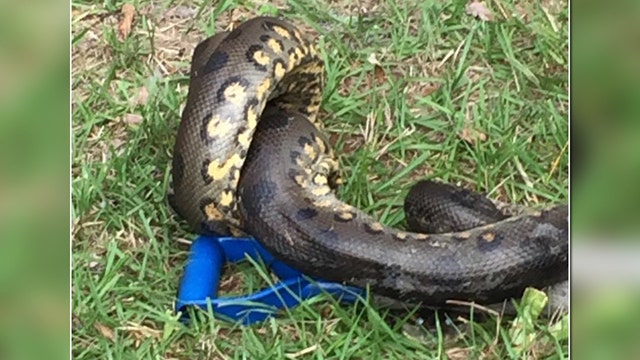 FWC seeks feedback on venomous reptiles