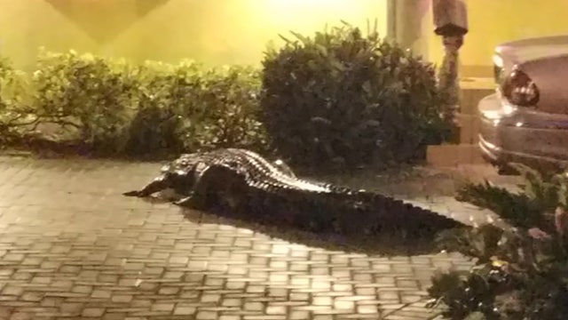 Miami firefighters stop to help unconscious person, realize it's an 11-foot alligator