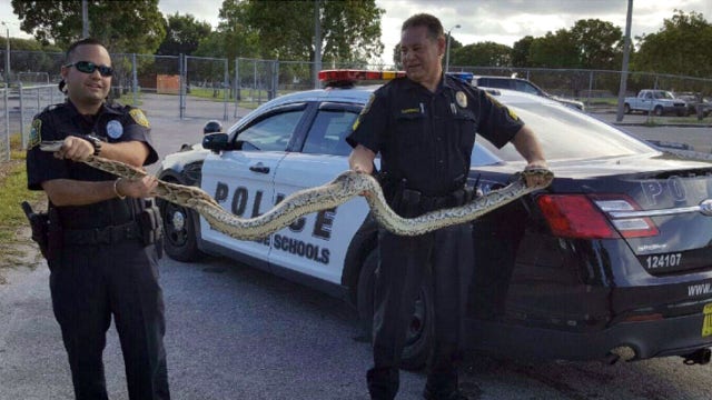 Cops nab 9-foot-python at Miami school