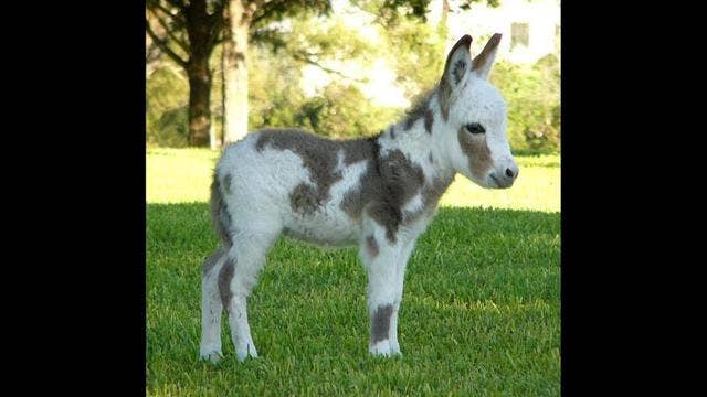 20 mini donkeys up for adoption find forever homes