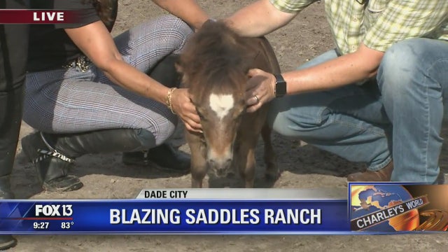 Charley horses around at Blazing Saddles Ranch