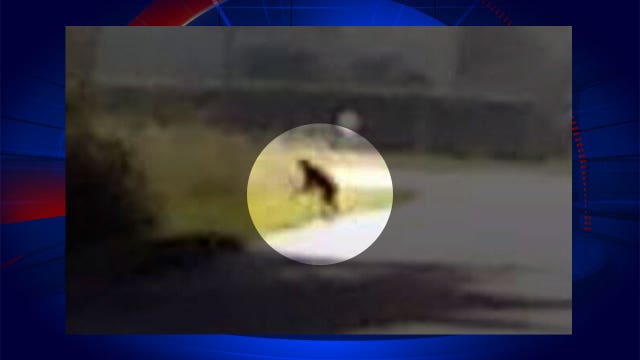 Residents say monkey on the loose in one Florida neighborhood