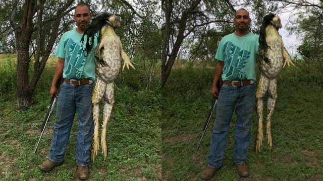 Man catches 'monster' frog in Texas