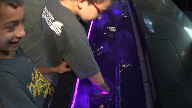 'Moon Bay' exhibit at The Florida Aquarium lets you pet jellyfish