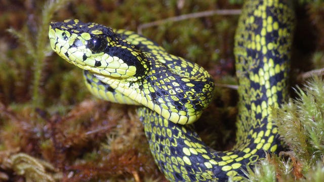 Researchers discover new venomous snake