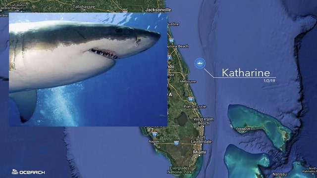 Great white shark Katharine brushes Florida coast