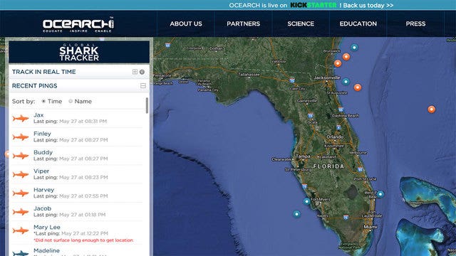Katharine the great white shark returns to Florida waters