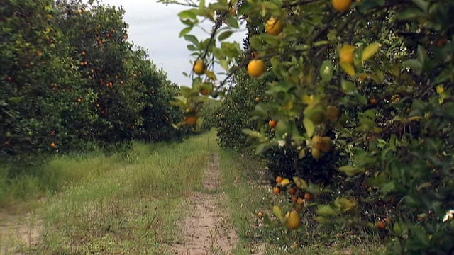 Florida's citrus production could be historically low. Here's why