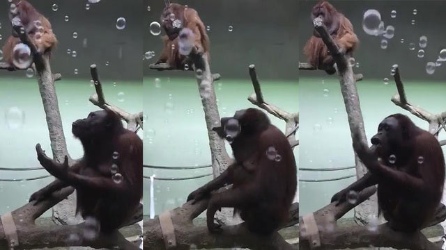 Orangutans get taste for bubbles at Kansas zoo