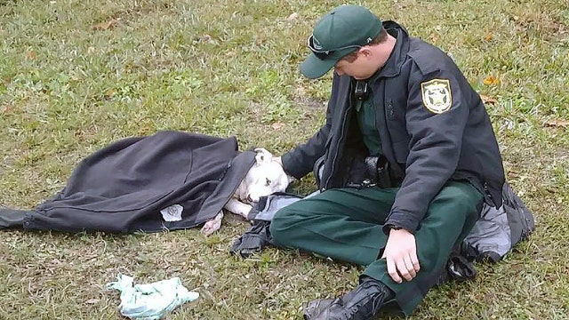 Florida deputy credited for comforting dog hit by car