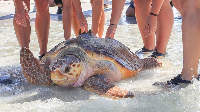 Rehabbed loggerhead sea turtle released