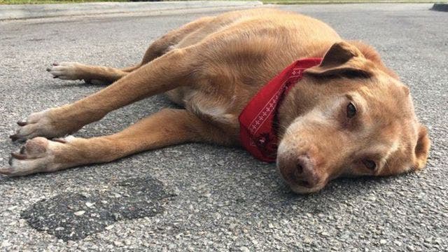 Dog lies down in road for hours at spot where Florida accident claimed his owner's life