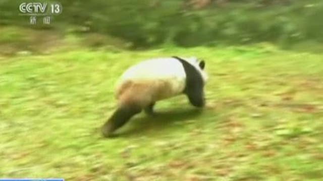 Pandas released into the wild