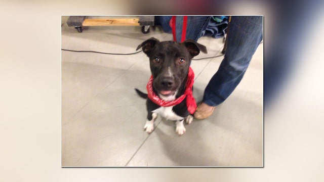 $5 dog adoptions at tail-waggin' tailgate event