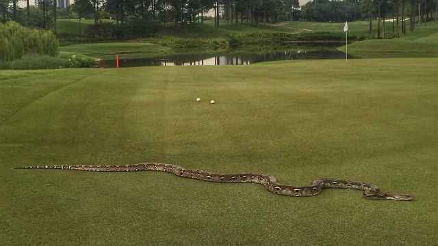 6-foot python interrupts PGA match