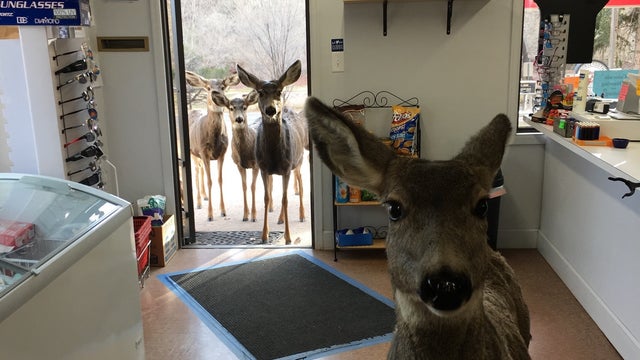 Woman snaps amazing photos of deer wandering into Colorado store