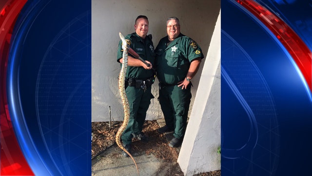 Polk deputies remove huge snake from elderly woman's home