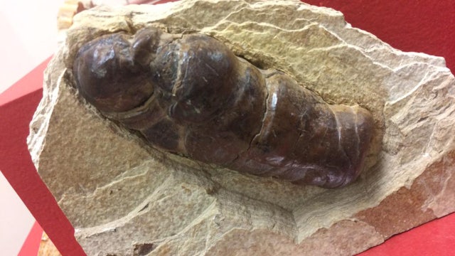Museum unveils 'largest collection of fossilized poop'