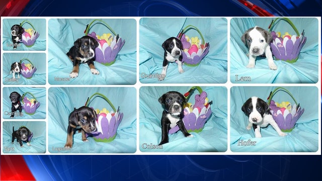 Rescue puppies given names of fallen law enforcement officers