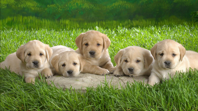 'Paw-ternity Leave?' UK Brewery offers paid leave for puppy parents