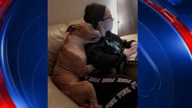 Viral photo: Rescue dog, new owner form instant bond