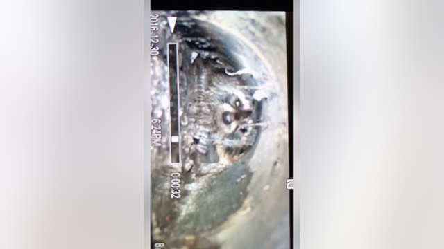 Raccoon rescued from drainpipe after being stuck 24 hours