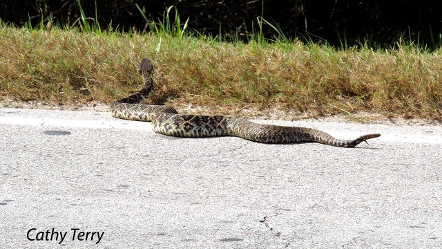 6-foot rattlesnake startles Polk County birdwatchers