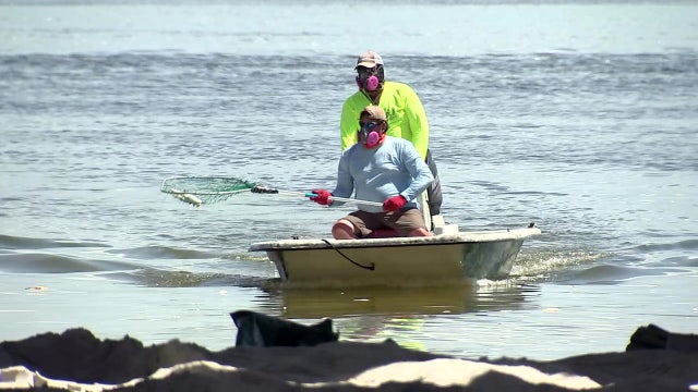 Pinellas struggles to keep up with red tide