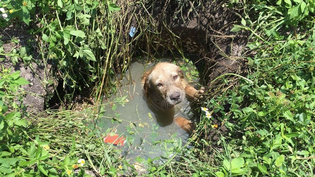 Pitiful pup wins deputy's heart after rescue