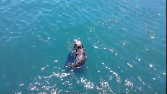 VIDEO: Sea otter pup reunited with mom