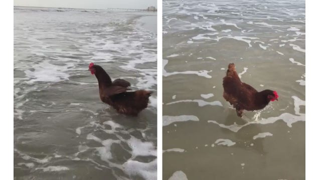 Pet chicken named Sammi explores Florida with owner